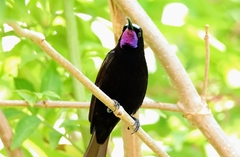 Chalcomitra amethystina