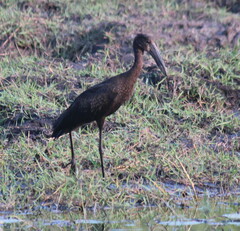 Anastomus lamelligerus