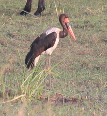 Ephippiorhynchus senegalensis