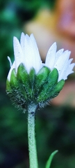 Bellis perennis