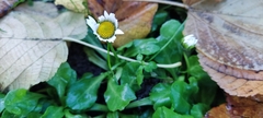 Bellis perennis