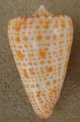 Conus spurius