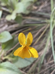 Viola maculata