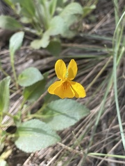 Viola maculata