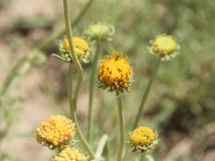 Gaillardia megapotamica