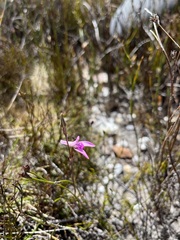 Disa inflexa