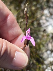 Disa inflexa