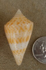 Conasprella delessertii