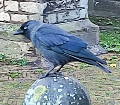 Corvus monedula