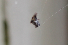 Araneidae