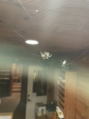 Araneus cavaticus