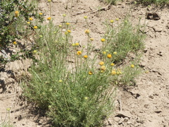 Gaillardia megapotamica
