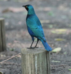 Lamprotornis chalybaeus