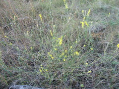 Melilotus suaveolens