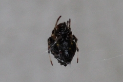 Araneidae