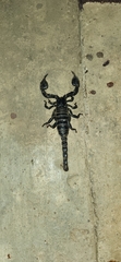 Heterometrus laoticus