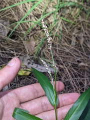 Persicaria decipiens