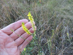 Melilotus suaveolens