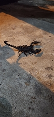 Heterometrus laoticus