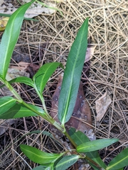 Persicaria decipiens