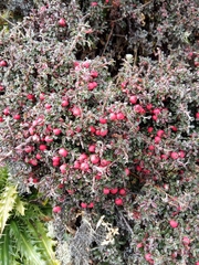 Cotoneaster microphyllus