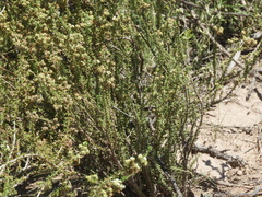 Acantholippia seriphioides