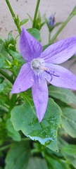 Campanula poscharskyana