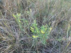 Melilotus suaveolens