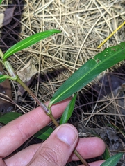 Persicaria decipiens