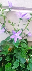 Campanula poscharskyana