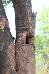 Apis mellifera scutellata