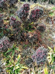 Cotoneaster microphyllus