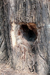 Apis mellifera scutellata