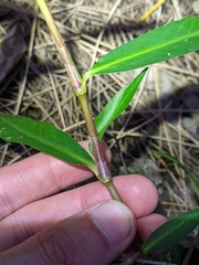 Persicaria decipiens