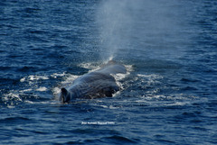 Physeter macrocephalus