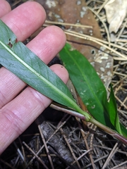 Persicaria decipiens