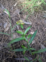 Persicaria decipiens