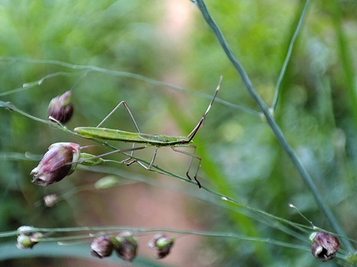 wongun's Identifications · iNaturalist