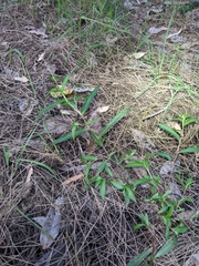 Persicaria decipiens