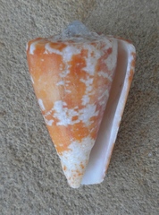 Conus regius
