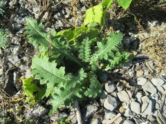 Carduus crispus