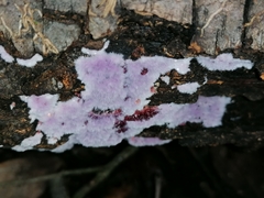 Punctularia atropurpurascens