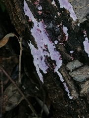 Punctularia atropurpurascens