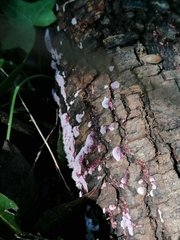 Punctularia atropurpurascens