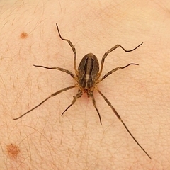 Odiellus troguloides