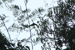 Heliomaster constantii