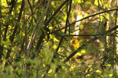 Passerina leclancherii