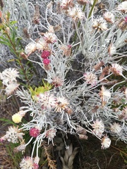 Syncarpha gnaphaloides