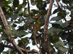 Cyclarhis gujanensis