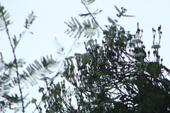Heliomaster constantii